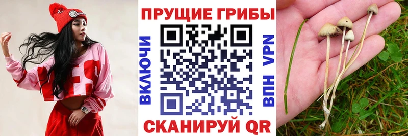 наркота  Нальчик  Галлюциногенные грибы мухоморы 